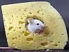 mouse_cheese.jpg